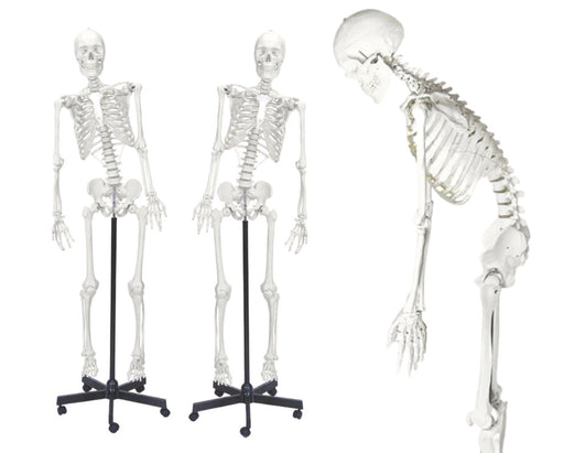 骨架模型，生命大小-灵活的关节和脊椎，安装杆