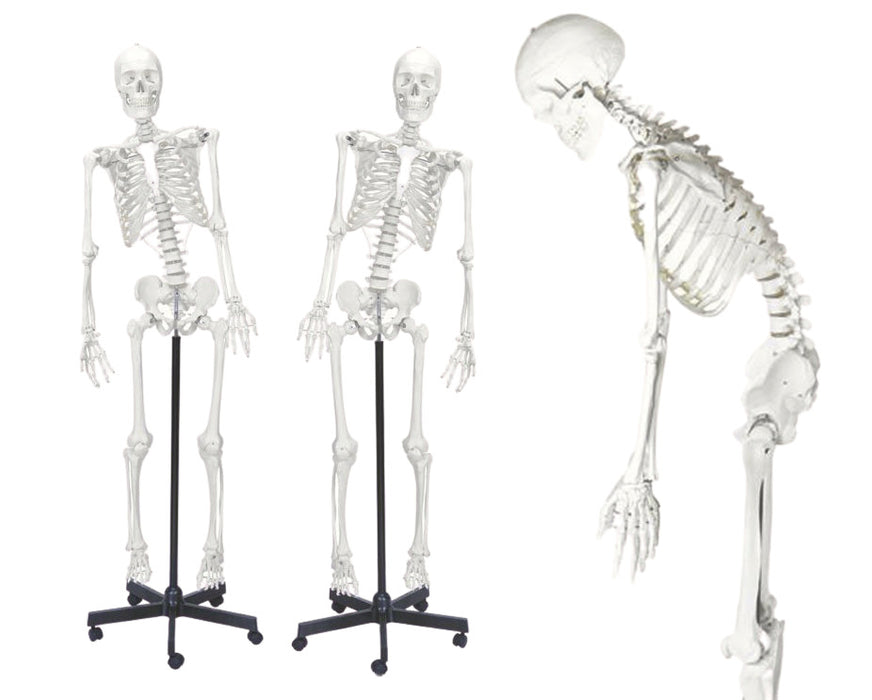 骨架模型，寿命尺寸 - 柔性关节和脊柱，杆安装