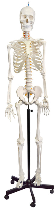 骨架模型，寿命尺寸 - 柔性关节和脊柱，杆安装
