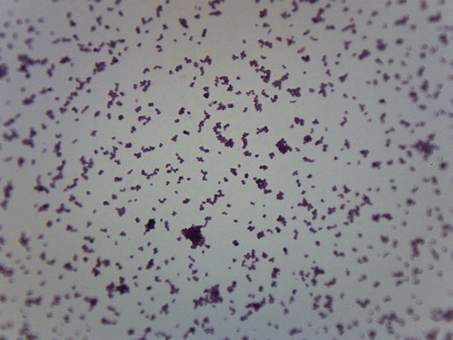 Eisco Prepared Microscope Slide - Staphylococcus Aureus Gram Positive  Microbiology