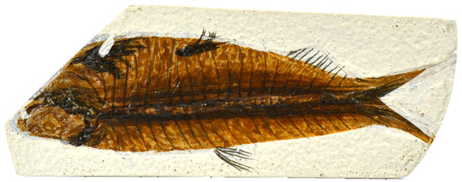 4x10cm鱼Fosil复制