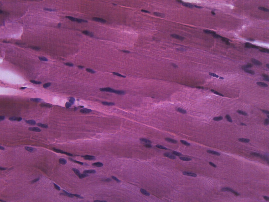 skeletal muscle tissue slide