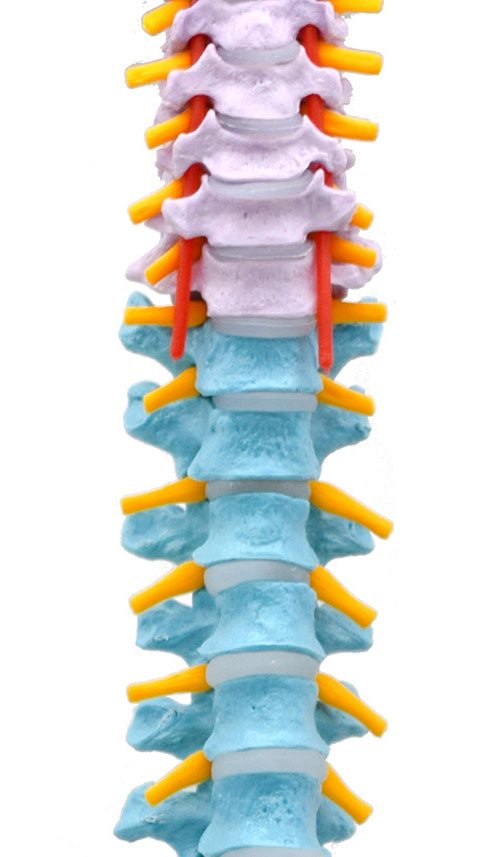 人体脊柱模型，灵活 -  31.5“高度 - 包括安装