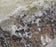 生苔藓，沉积岩石 - 约。1“