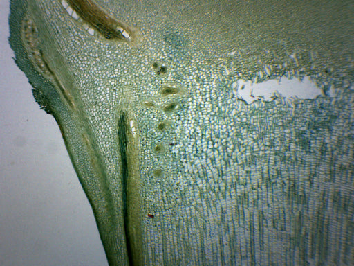 Pine stems sections, young and old on the same slide