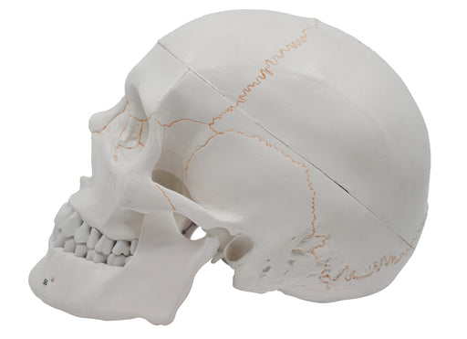 欧洲欧洲全尺寸成人头骨模型可拆卸骷髅帽，3件
