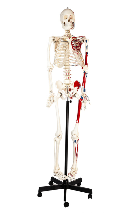 Eisco全尺寸人体骨骼，带绘画肌肉模型，杆式安装