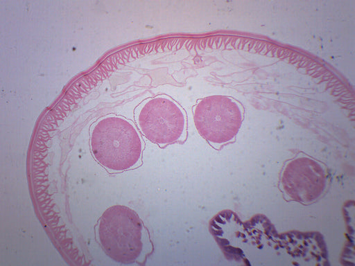 Ascaris lumbricoides-准备好显微镜幻灯片-75x25mm