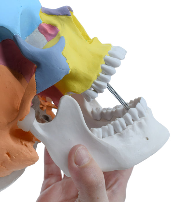 教学人类成人头骨解剖模型，3份 - 颜色编码