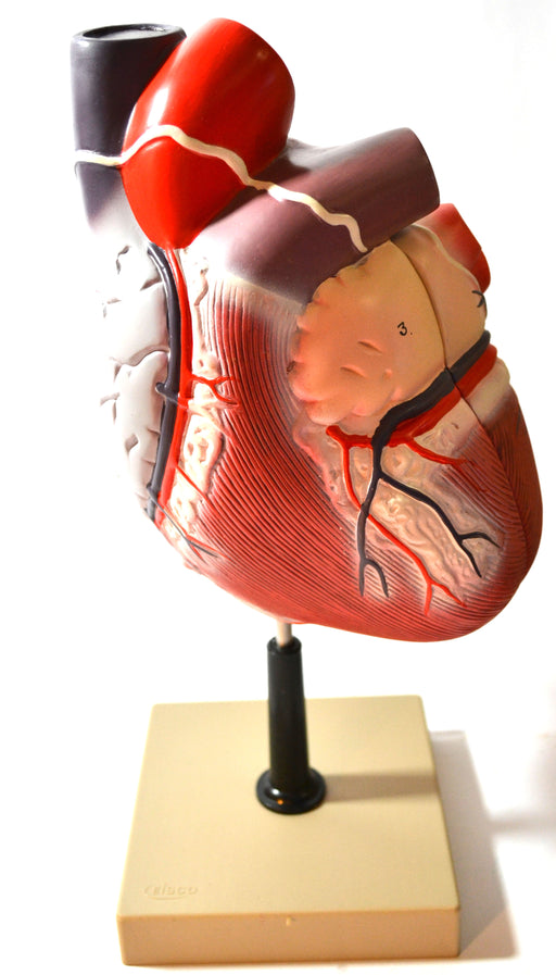 艾斯科扩大人体心脏模型，2份