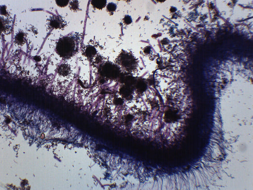 曲霉（棕色霉菌） - 准备的显微镜幻灯片-75x25mm