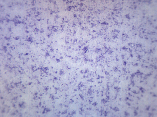 芽孢杆菌培养 - 制备的显微镜幻灯片-75x25mm