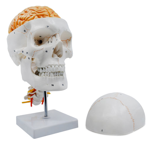 编号的头骨模型，3D脑，颈椎 - 自然大小
