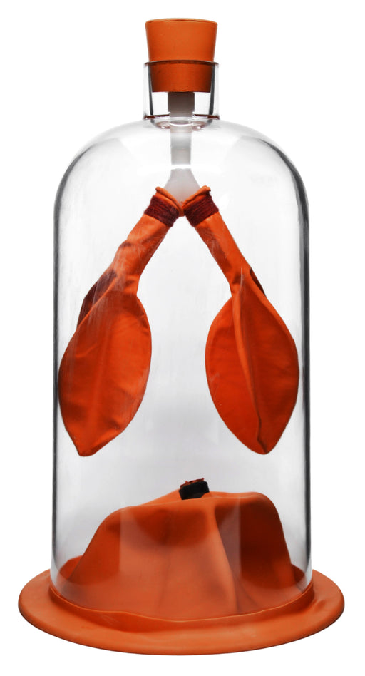 肺功能演示模型，13英寸 - 橡胶和塑料 - 示出肺和隔膜气流和肌肉功能 -  Eisco Labs欧宝体育官网进入