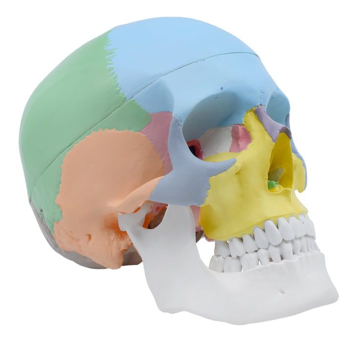 教学人类成人头骨解剖模型，3份 - 颜色编码