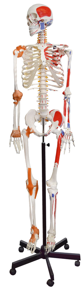 肌肉骨骼 - 柔性，肌肉起源和插入，韧带 - 欧斯科实验室欧宝体育官网进入