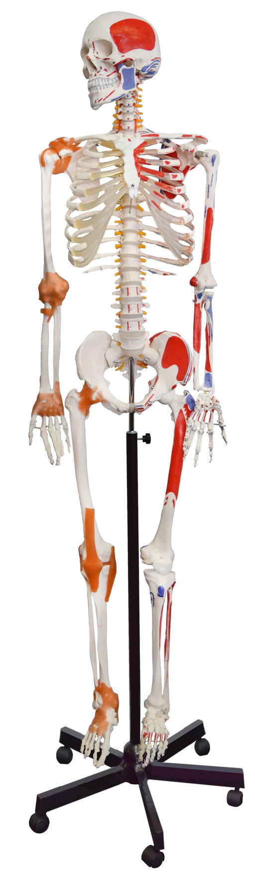 Modelo de esqueleto humano, tamaño medio - con terminaciones nerviosas -  Soporte colgante - Detalle increíble para estudio anatómico - Eisco Labs