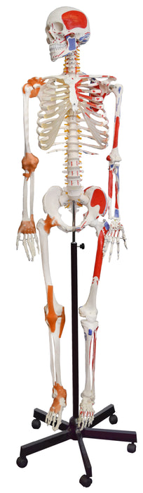 肌肉骨骼 - 柔性，肌肉起源和插入，韧带 - 欧斯科实验室欧宝体育官网进入