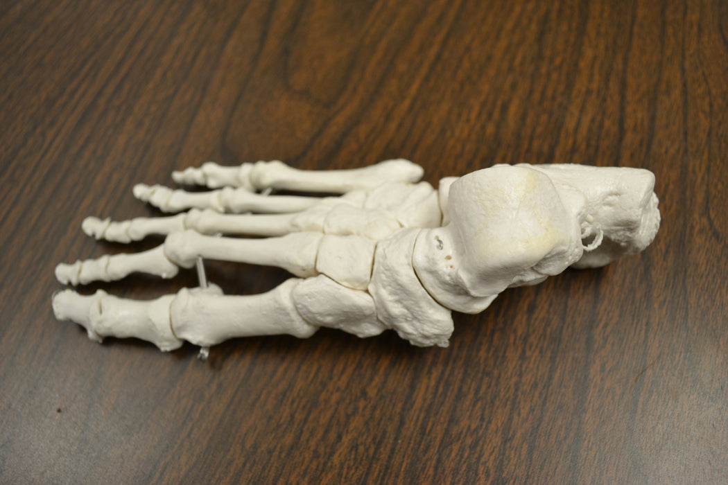伊斯科真人大小的分离式成人骨骼