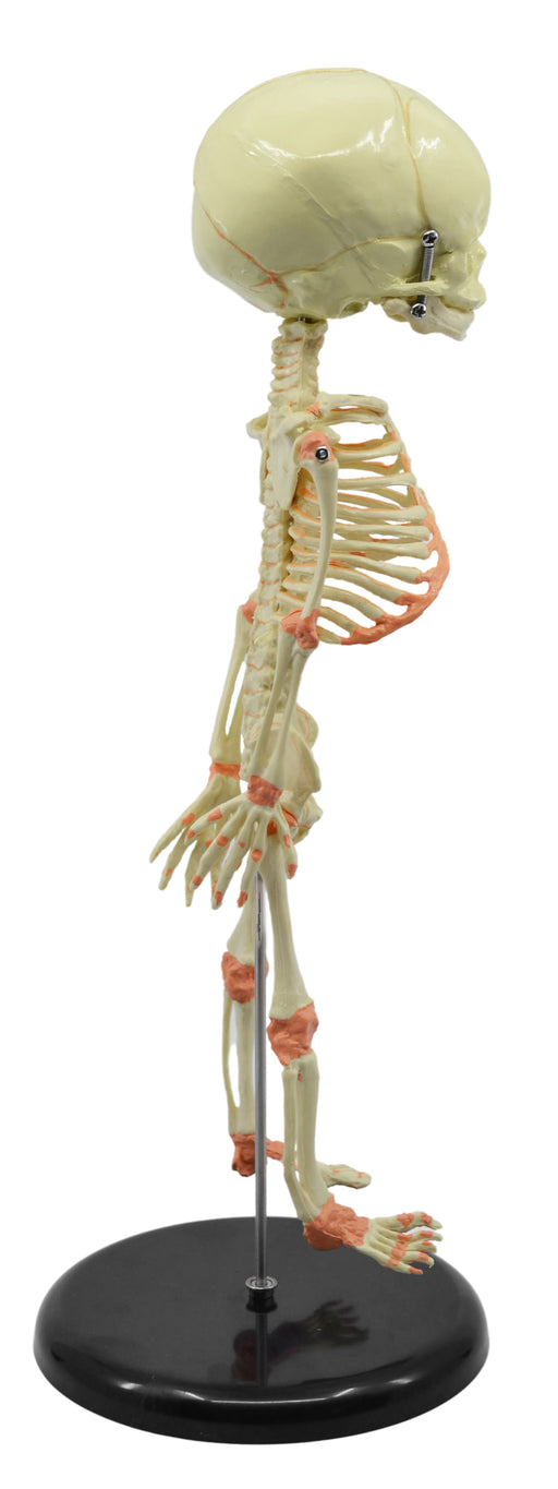 婴儿胎儿骨架模型，迷你尺寸 - 单颅骨 - 杆安装 - 解剖学研究的令人难以置信的细节 - 艾斯科实验室欧宝体育官网进入
