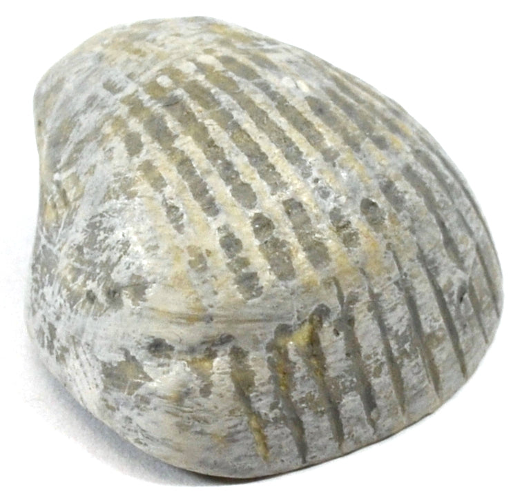 3cm Paleozoic Bivalve Fossil Replica — Eisco Labs