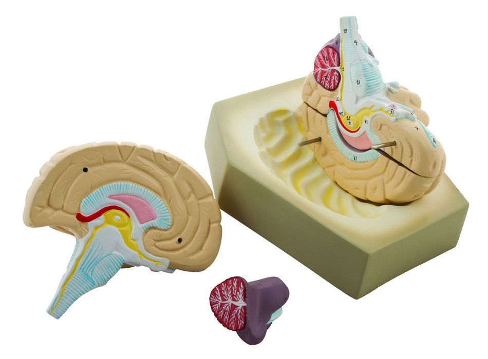 艾斯科人脑模型，四部分