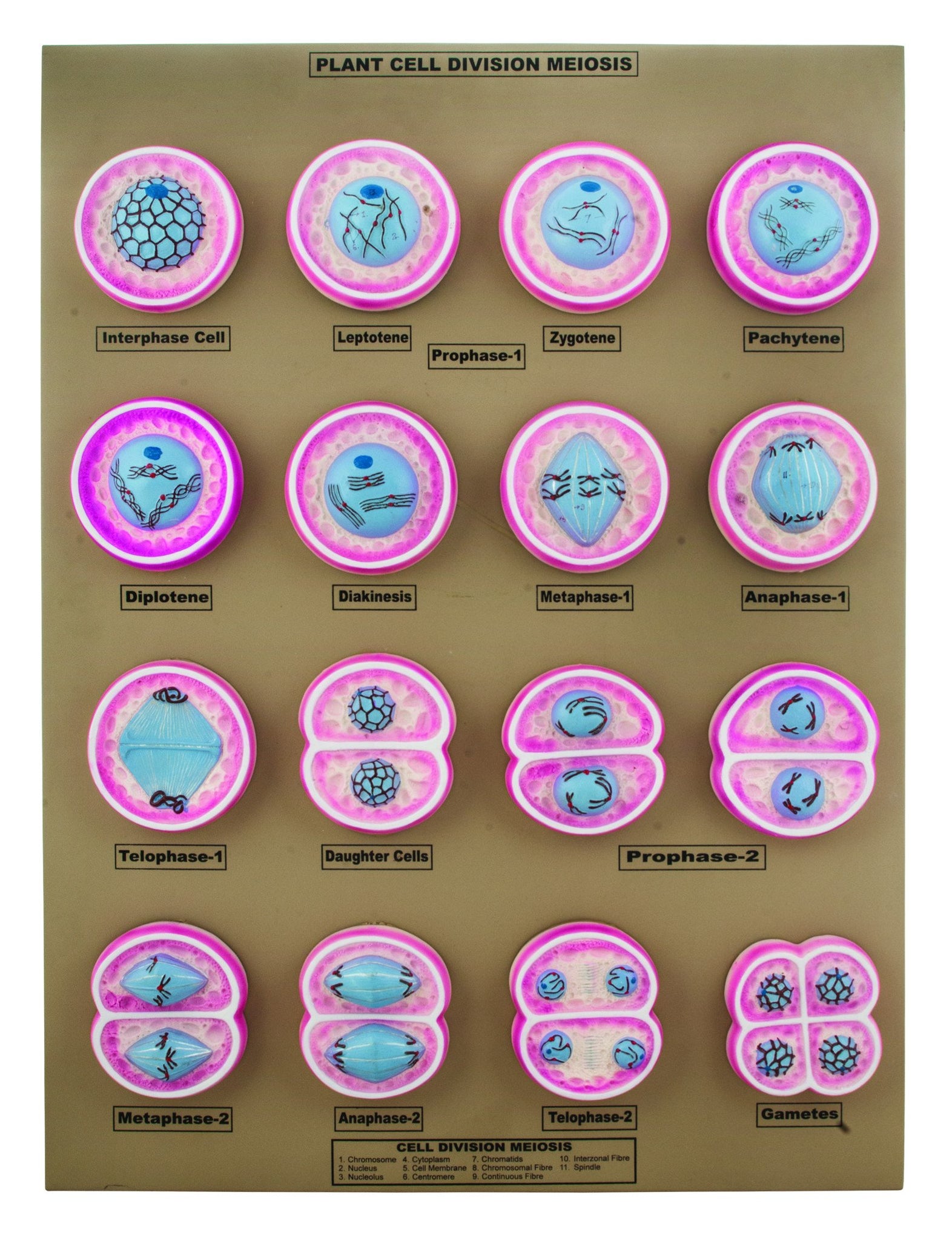 16 Plant Cell Division Meiosis Model Mounted On Base 24 X18 Eis   R01fz0xrtqnwecpq2hrx 1574x2044 