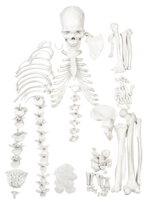 半不铰接的人类骨骼-生命大小