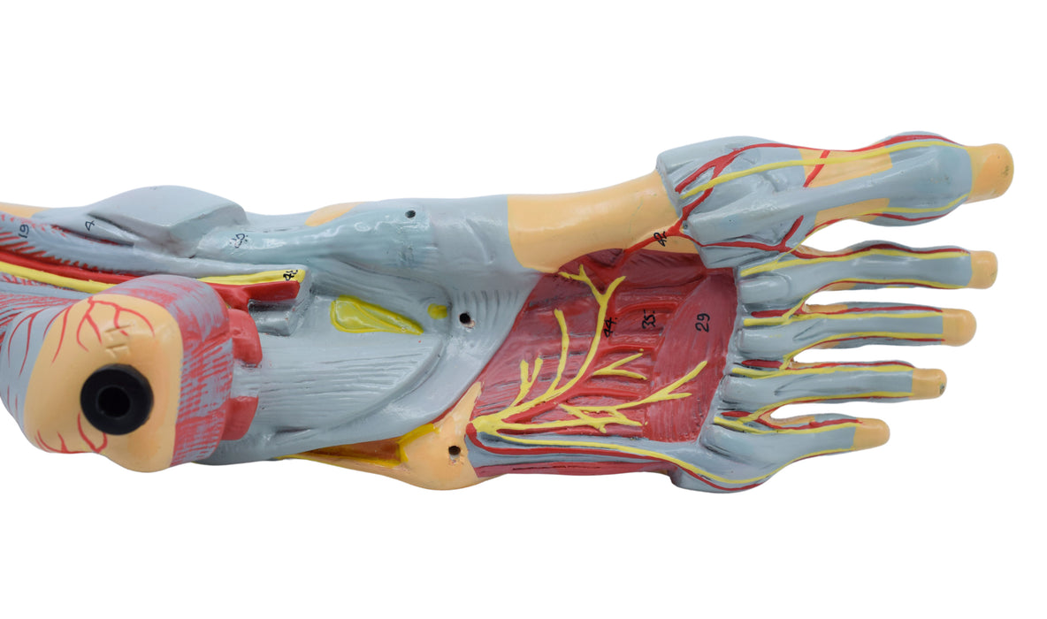 脚踝，肌肉和韧带模型，8部分 - 包括安装