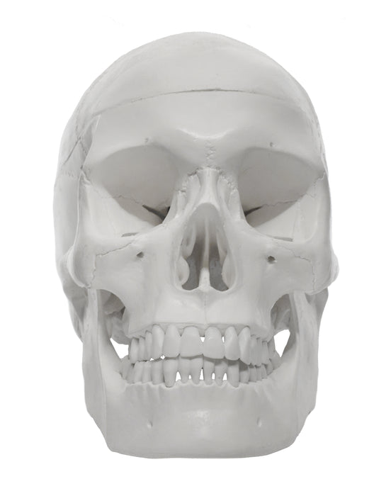 人成人头骨解剖模型，3部分