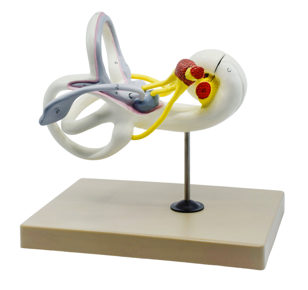 艾斯科耳迷宫模型-骨性和膜性内耳