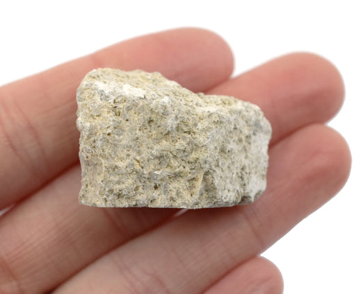 原化石石灰石，沉积岩标本 - 大约。1英寸 - 地质学家选择和手工处理 - 非常适合科学教室 -  Eisco Labs欧宝体育官网进入