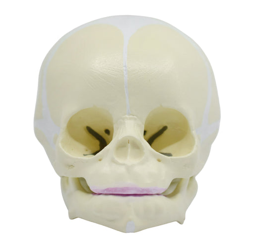 伊斯科真人大小婴儿人类颅骨模型与关节下颌骨