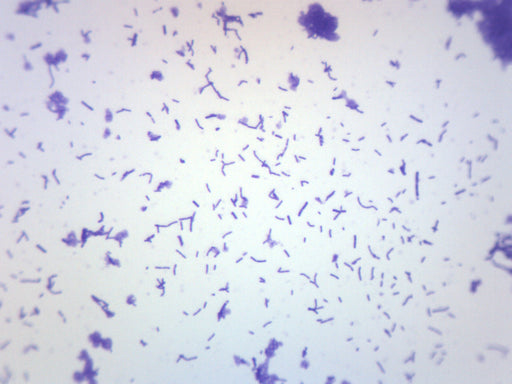 Staphylococcus aureus Slide, w.m.: Science Lab Microbiology Supplies:  : Industrial & Scientific