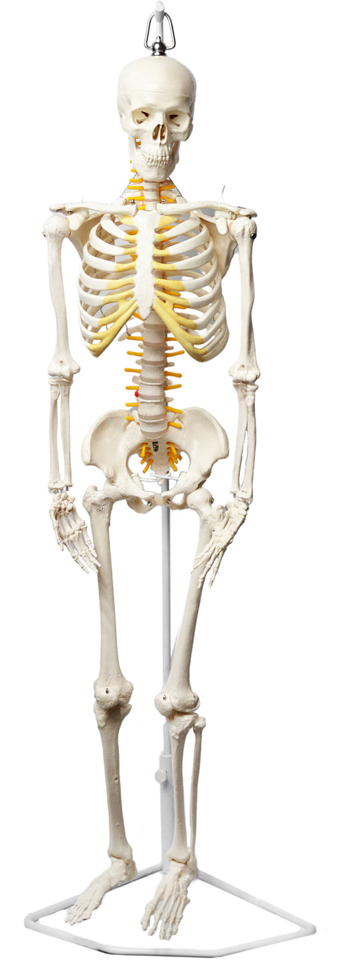 人体骨骼模型，一半大小-有神经末梢-悬挂Mount -解剖学研究的令人难以置信的细节-埃斯科实验室欧宝体育官网进入