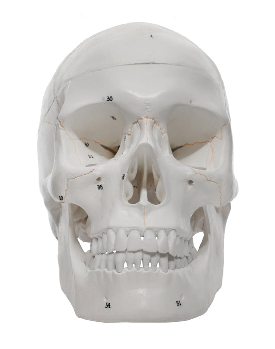 伊斯科全尺寸成人颅骨模型，可拆卸颅骨帽，3个部分