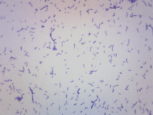 Staphylococcus aureus Slide, w.m.: Science Lab Microbiology Supplies:  : Industrial & Scientific