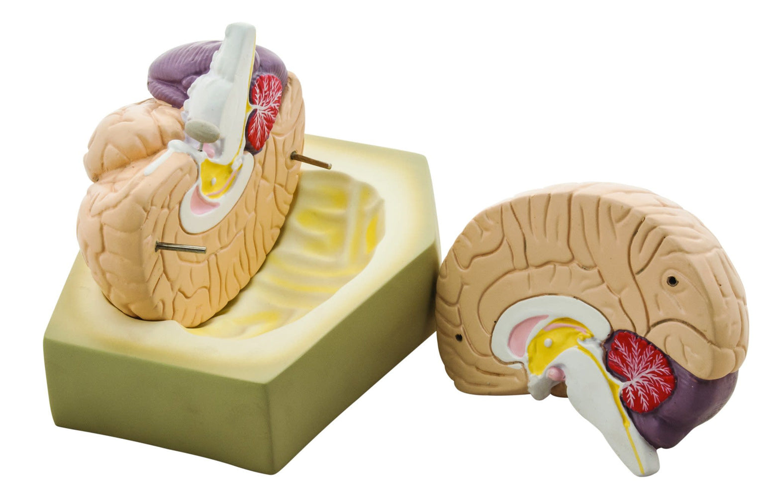 Eisco真人大小的人脑模型，2部分
