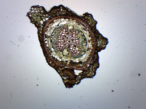 Pine stems sections, young and old on the same slide