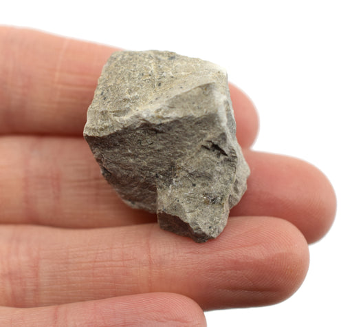 原始灰色石灰石沉积岩标本，1英寸 - 地质学家选择样品 -  Eisco Labs欧宝体育官网进入