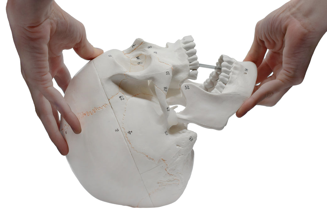 伊斯科全尺寸成人颅骨模型，可拆卸颅骨帽，3个部分