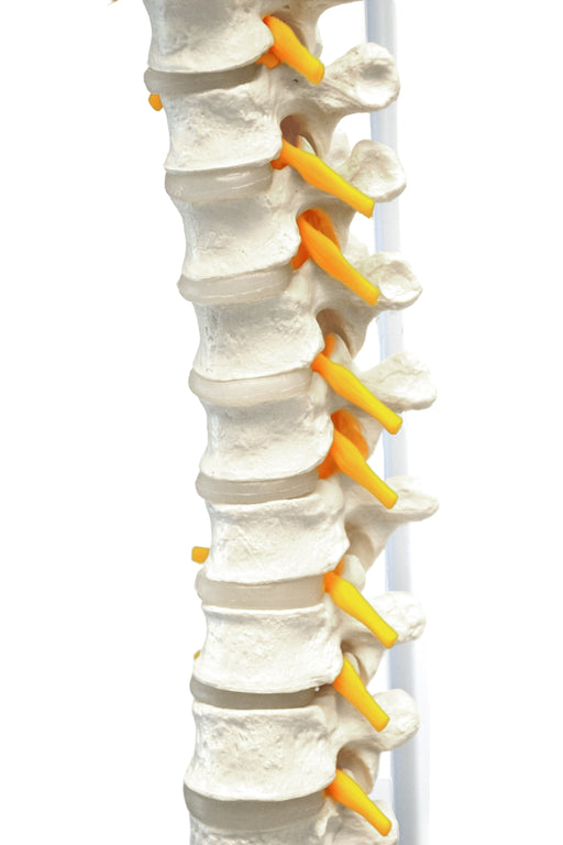 人体脊柱模型，灵活 -  31.5“高度 - 包括安装