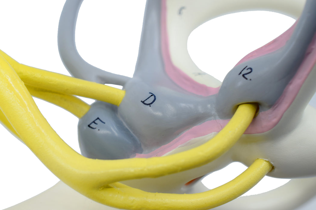 艾斯科耳迷宫模型-骨性和膜性内耳