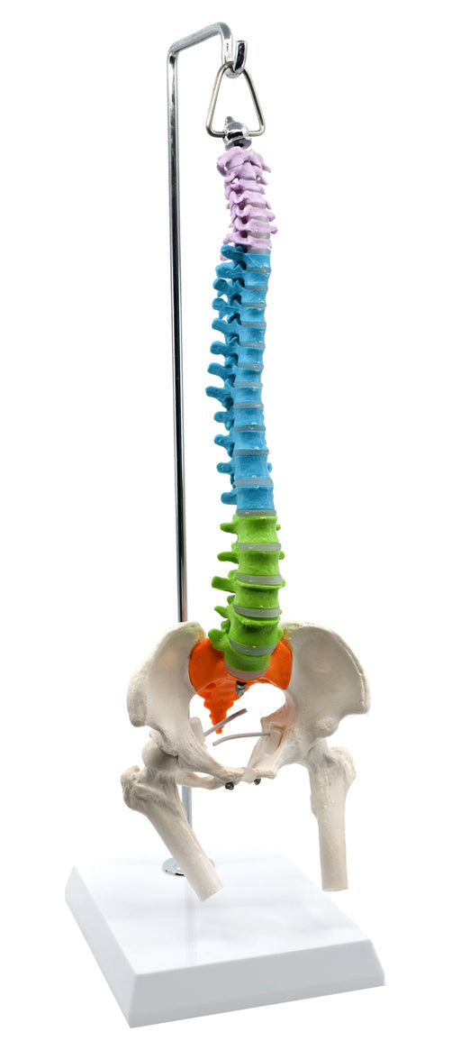 脊柱模型与骨盆和股骨细节，1/2自然尺寸
