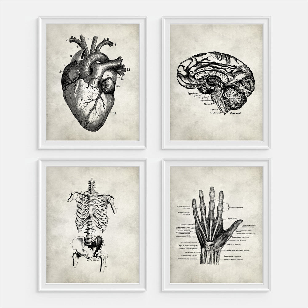 Anatomy Wall Art Set Of 4 Picturality