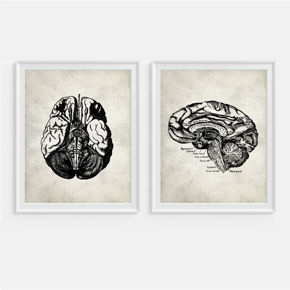 Brain Anatomy Wall Art Set Of Two Picturality