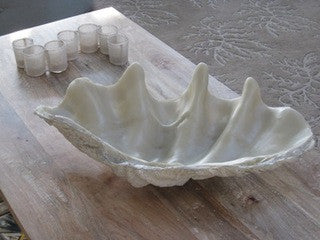 faux clam shell