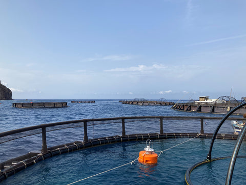 netH2O buoys in fishfarming cage off Capraia Island, Italy