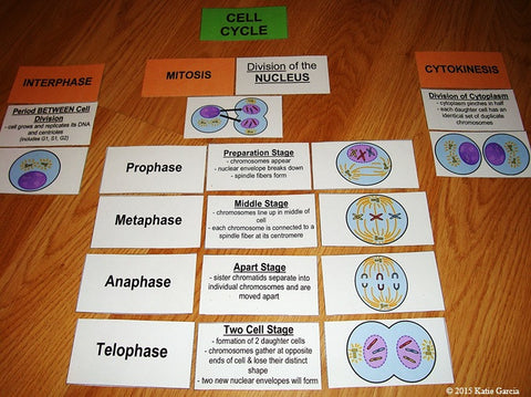 Mitosis Card Activity – Mrs. G's Classroom