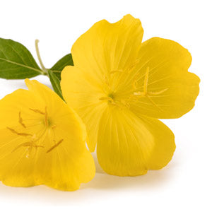 Evening Primrose Oil